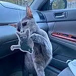 Car, Cat, Vehicle, Vroom Vroom, Carnivore, Felidae, Grey, Automotive Exterior, Vehicle Door, Whiskers, Small To Medium-sized Cats, Automotive Tire, Russian blue, Auto Part, Tail, Personal Luxury Car, Windshield, Automotive Window Part, Window, Parking