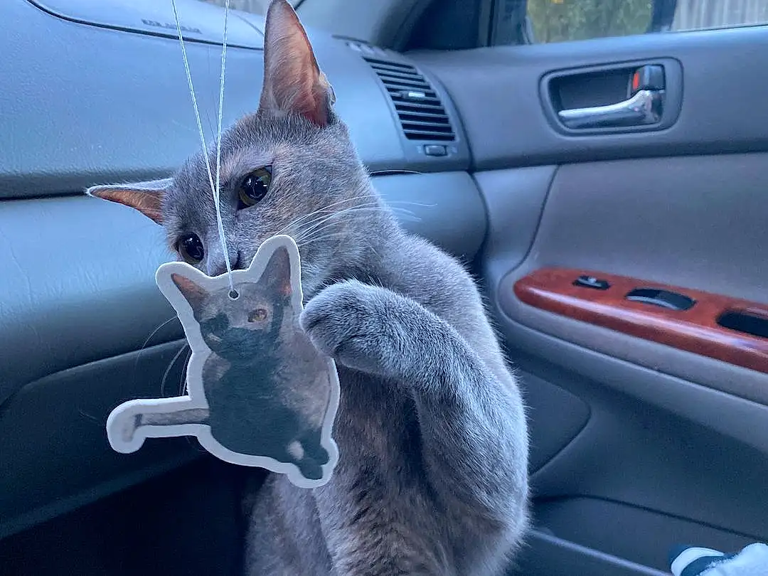 Car, Cat, Vehicle, Vroom Vroom, Carnivore, Felidae, Grey, Automotive Exterior, Vehicle Door, Whiskers, Small To Medium-sized Cats, Automotive Tire, Russian blue, Auto Part, Tail, Personal Luxury Car, Windshield, Automotive Window Part, Window, Parking