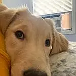 Dog, Eyes, Comfort, Working Animal, Ear, Carnivore, Whiskers, Fawn, Companion dog, Dog breed, Retriever, Selfie, Puppy love, Terrestrial Animal, Furry friends, Labrador Retriever, Canidae, Pet Supply, Nap