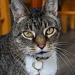 Cat, Window, Carnivore, Whiskers, Iris, Felidae, Grey, Small To Medium-sized Cats, Snout, Collar, Furry friends, Domestic Short-haired Cat, Jewellery, Terrestrial Animal