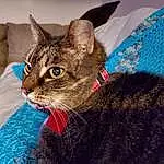 Cat, Felidae, Carnivore, Whiskers, Small To Medium-sized Cats, Fawn, Snout, Terrestrial Animal, Close-up, Domestic Short-haired Cat, Furry friends, Comfort, Cat Supply, Electric Blue, Grass, Collar, Claw