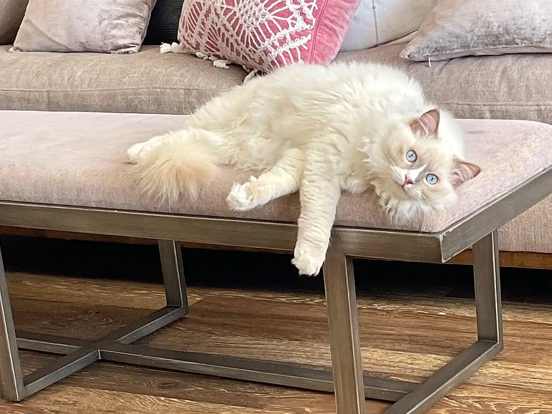 Furniture, Couch, White, Comfort, Felidae, Wood, Carnivore, Textile, Cat, Interior Design, Rectangle, Small To Medium-sized Cats, Living Room, Studio Couch, Companion dog, Hardwood, Outdoor Furniture, Whiskers
