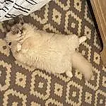Cat, Textile, Carnivore, Grey, Felidae, Beige, Fawn, Comfort, Whiskers, Small To Medium-sized Cats, Pattern, Tail, Wood, Snout, Linens, Carpet, Domestic Short-haired Cat, Rug, Paw
