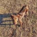 Dog, Dog breed, Carnivore, Fawn, Grass, Road Surface, Asphalt, Whiskers, Tail, Herding Dog, Sand, Soil, Paw, Shadow, Canidae, Terrestrial Animal, Furry friends, Marsupial, Street dog