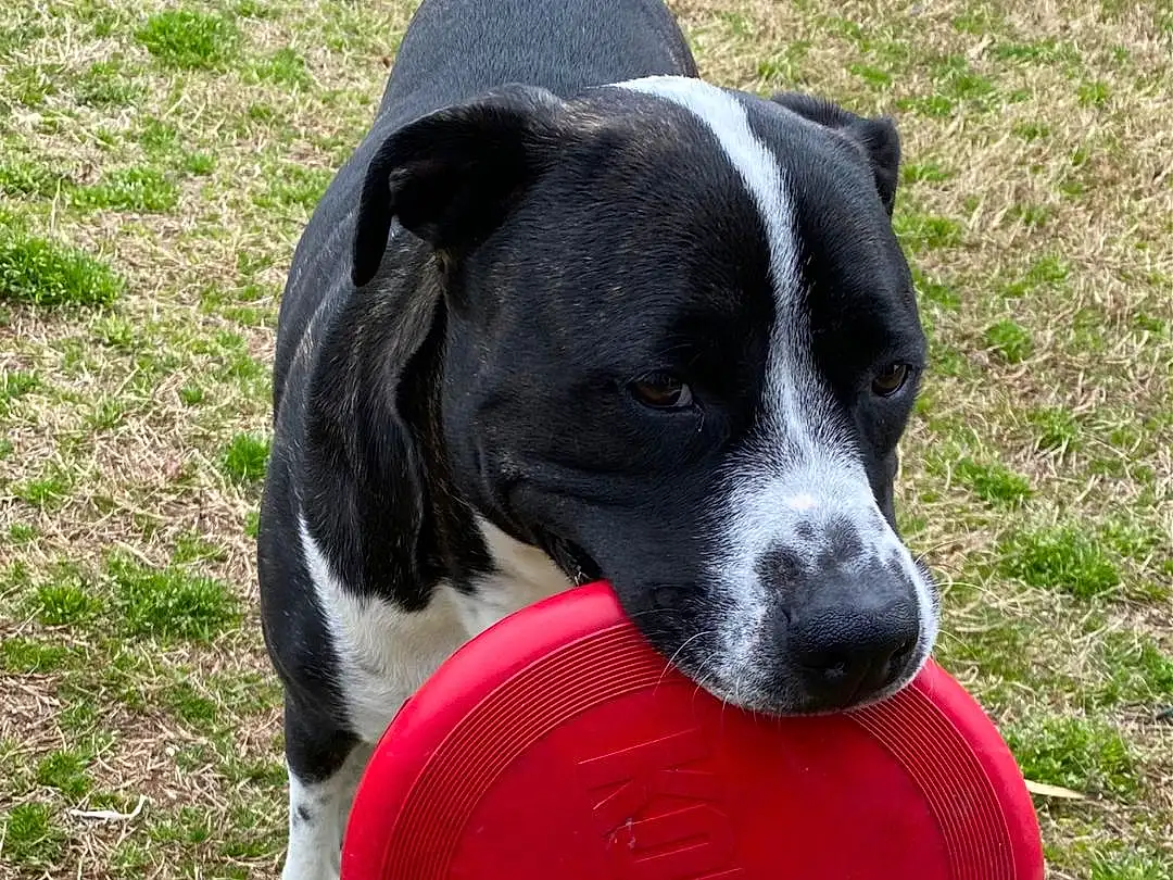 Dog, Dog Supply, Carnivore, Dog breed, Plant, Grass, Collar, Ball, Companion dog, Pet Supply, Sports Toy, Snout, Tail, Canidae, Dog Collar, Flying Disc, Dog Toy, Working Animal, Carmine