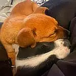 Dog, Comfort, Carnivore, Orange, Ear, Fawn, Dog breed, Companion dog, Hound, Snout, Whiskers, Beagle, Canidae, Scent Hound, Finnish Hound, Dog Bed, Furry friends, Working Animal, Puppy love