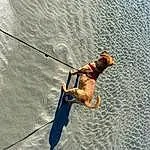 Water, Dog, Slope, Recreation, Beach, Leisure, Windsports, Sports, Wind Wave, Extreme Sport, Adventure, Wakeboarding, Surface Water Sports, Rope, Towed Water Sport, Landscape, Lake, Wave, Fun, Fishing Rod