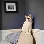 Cat, Picture Frame, Comfort, Carnivore, Felidae, Wood, Whiskers, Small To Medium-sized Cats, Grey, Window, Fawn, Tail, Stairs, Hardwood, Furry friends, Human Leg, Linens, Domestic Short-haired Cat, Room, Paw