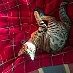 Cat, Felidae, Textile, Comfort, Carnivore, Tartan, Small To Medium-sized Cats, Fawn, Whiskers, Tail, Plaid, Pattern, Furry friends, Terrestrial Animal, Domestic Short-haired Cat, Claw, Linens, Paw, Bird Of Prey