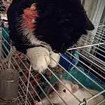 Pet Supply, Cat, Felidae, Carnivore, Whiskers, Small To Medium-sized Cats, Snout, Mesh, Tail, Animal Shelter, Cage, Furry friends, Service, Domestic Short-haired Cat, Rodent, Claw, Black cats, Hat, Mouse