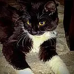 Cat, Eyes, Felidae, Carnivore, Small To Medium-sized Cats, Whiskers, Grey, Snout, Black cats, Tail, Tints And Shades, Paw, Domestic Short-haired Cat, Furry friends, Claw, Sitting, Terrestrial Animal, Human Leg, Black & White