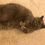 Cat, Carnivore, Grey, Felidae, Fawn, Whiskers, Terrestrial Animal, Small To Medium-sized Cats, Comfort, Tail, Cat Toy, Snout, Black cats, Paw, Domestic Short-haired Cat, Furry friends, Claw, Chartreux, Russian blue, Nap