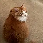 Cat, Felidae, Carnivore, Small To Medium-sized Cats, Whiskers, Window, Wood, Fawn, Tail, Snout, Terrestrial Animal, Hardwood, Domestic Short-haired Cat, Furry friends, Claw, Paw, Sitting, Wood Flooring