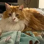 Head, Cat, Carnivore, Comfort, Felidae, Fawn, Whiskers, Snout, Small To Medium-sized Cats, Furry friends, Paw, Tail, Persian, Ragdoll, Companion dog, Claw, Terrestrial Animal, British Longhair, Maine Coon, Room