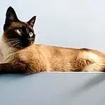 Cat, Siamese, Eyes, Felidae, Carnivore, Small To Medium-sized Cats, Iris, Whiskers, Fawn, Snout, Terrestrial Animal, Tail, Furry friends, Paw, Foot, Comfort, Fixture