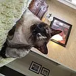 Cat, Carnivore, Picture Frame, Felidae, Grey, Fawn, Small To Medium-sized Cats, Whiskers, Snout, Siamese, Room, Furry friends, Domestic Short-haired Cat, Tail, Comfort, Claw, Hardwood, Linens, Thread