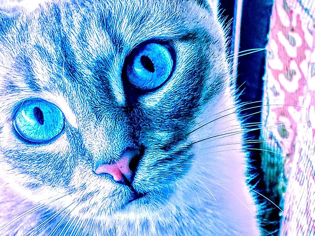 Cat, Blue, Felidae, Azure, Carnivore, Iris, Whiskers, Small To Medium-sized Cats, Snout, Electric Blue, Close-up, Domestic Short-haired Cat, Furry friends, Terrestrial Animal, Painting, Illustration, Art, Magenta
