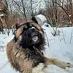 Snow, Dog, Dog breed, Sky, Carnivore, Tree, Winter, Snout, Companion dog, Furry friends, Working Animal, Freezing, Canidae, Working Dog, Herding Dog, Caucasian Shepherd Dog, Ancient Dog Breeds, Twig, Giant Dog Breed
