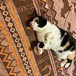 Cat, Felidae, Carnivore, Wood, Whiskers, Small To Medium-sized Cats, Tail, Snout, Hardwood, Pattern, Domestic Short-haired Cat, Furry friends, Carpet, Foot, Human Leg, Rectangle