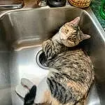 Sink, Tap, Cat, Plumbing Fixture, Carnivore, Felidae, Kitchen Sink, Small To Medium-sized Cats, Whiskers, Plumbing, Tail, Domestic Short-haired Cat, Furry friends, Paw, Comfort, Claw, Sitting, Kitchen