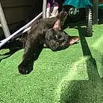 Dog breed, Felidae, Small To Medium-sized Cats, Carnivore, Plant, Grass, Terrestrial Animal, Tail, Snout, Working Animal, Black cats, Tire, Canidae, Domestic Short-haired Cat, Furry friends, Companion dog, Claw, Leisure, Whiskers