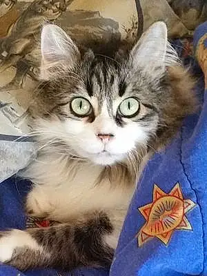 Name Maine Coon Cat Cutie