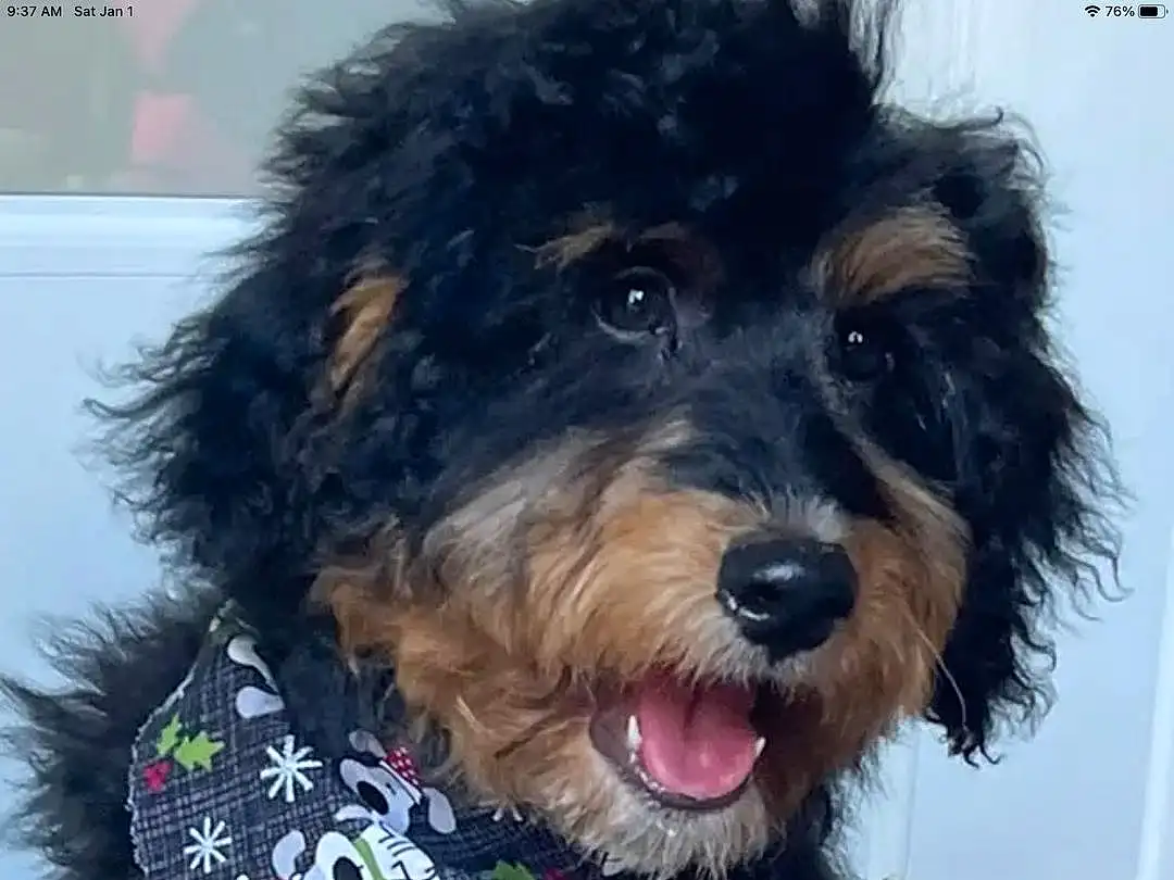 Dog, Carnivore, Dog breed, Water Dog, Companion dog, Toy Dog, Terrier, Small Terrier, Snout, Working Animal, Shih-poo, Dog Collar, Labradoodle, Furry friends, Yorkipoo, Canidae, Collar, Poodle Crossbreed, Cockapoo