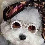 Dog, Vision Care, Dog breed, Carnivore, Companion dog, Eyewear, Collar, Toy Dog, Working Animal, Furry friends, Canidae, Fashion Accessory, Maltepoo, Dog Supply, Water Dog, Pattern, Non-sporting Group, Small Terrier, Terrier