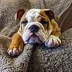 Dog, Bulldog, Dog breed, Carnivore, Companion dog, Wrinkle, Fawn, Snout, Comfort, Wood, Canidae, Bored, Plant, Non-sporting Group, Old English Bulldog, Puppy