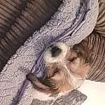 Dog, Textile, Wood, Dog breed, Carnivore, Comfort, Grey, Companion dog, Fawn, Snout, Terrestrial Animal, Pattern, Canidae, Tree, Furry friends, Wool, Linens, Wrinkle