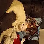 Couch, Felidae, Comfort, Cat, Carnivore, Small To Medium-sized Cats, Toy, Fawn, Companion dog, Snout, Whiskers, Tail, Wood, Stuffed Toy, Furry friends, Room, Canidae, Dog breed, Plush