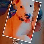 Dog, Carnivore, Dog breed, Fawn, Companion dog, Pet Supply, Picture Frame, Font, Working Animal, Snout, Poster, Dog Supply, Terrestrial Animal, Rectangle, Advertising, Photo Caption, Paw, Art