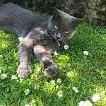 Plant, Flower, Cat, Botany, Grass, Carnivore, Small To Medium-sized Cats, Felidae, Chamaemelum Nobile, Groundcover, Petal, Camomile, Shrub, Lawn, Terrestrial Animal, Flowering Plant, Tail, Annual Plant, Whiskers, Domestic Short-haired Cat
