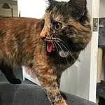 Cat, Felidae, Gesture, Carnivore, Ear, Whiskers, Small To Medium-sized Cats, Snout, Tail, Human Leg, Domestic Short-haired Cat, Furry friends, Paw, Claw, Black cats, Foot, Comfort