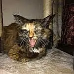 Cat, Small To Medium-sized Cats, Felidae, Carnivore, Whiskers, Snout, Wood, Terrestrial Animal, Domestic Short-haired Cat, Claw, Paw, Furry friends, Fang, Tail, Hardwood, Maine Coon, Sitting