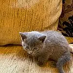 Cat, Felidae, Carnivore, Small To Medium-sized Cats, Whiskers, Grey, Fawn, Window, Terrestrial Animal, Comfort, Snout, Tail, Russian blue, Furry friends, Domestic Short-haired Cat, Claw, Wood, Paw