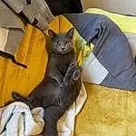 Cat, Felidae, Carnivore, Comfort, Small To Medium-sized Cats, Grey, Whiskers, Couch, Tail, Black cats, Linens, Domestic Short-haired Cat, Furry friends, Bed, Paw, Claw, Havana Brown, Nap, Bag, Wood