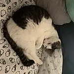 Cat, Eyes, Felidae, Carnivore, Whiskers, Comfort, Small To Medium-sized Cats, Snout, Tail, Domestic Short-haired Cat, Canidae, Nap, Paw, Furry friends, Black & White, Sleep, Monochrome, Claw, Room