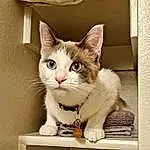 Cat, Felidae, Carnivore, Small To Medium-sized Cats, Whiskers, Fawn, Curious, Snout, Table, Box, Pet Supply, Domestic Short-haired Cat, Paw, Furry friends, Rectangle, Window, Cardboard, Tail, Sitting, Comfort