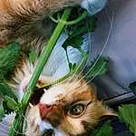 Plant, Cat, Green, Felidae, Carnivore, Grass, Vegetation, Whiskers, Small To Medium-sized Cats, Fawn, Terrestrial Plant, Dog, Snout, Terrestrial Animal, Close-up, Houseplant, Furry friends, Flowerpot