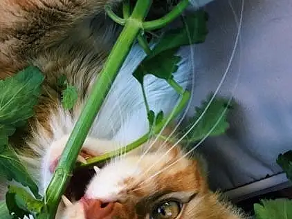 Plant, Cat, Green, Felidae, Carnivore, Grass, Vegetation, Whiskers, Small To Medium-sized Cats, Fawn, Terrestrial Plant, Dog, Snout, Terrestrial Animal, Close-up, Houseplant, Furry friends, Flowerpot