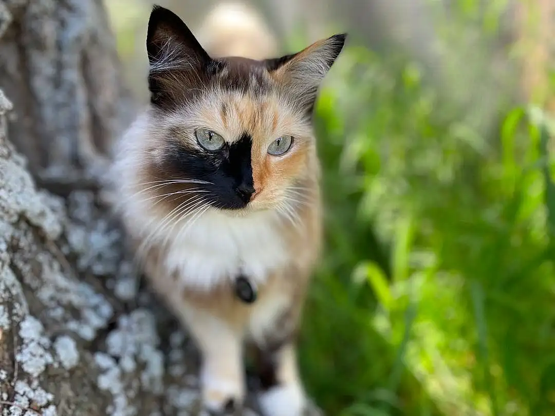 Plant, Cat, Eyes, Carnivore, Felidae, Tree, Small To Medium-sized Cats, Grass, Whiskers, Fawn, Wood, Tail, Snout, Flower, Terrestrial Animal, Furry friends, Domestic Short-haired Cat, Trunk, Plant Stem