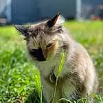 Cat, Plant, Carnivore, Felidae, Grass, Small To Medium-sized Cats, Fawn, Whiskers, Snout, Grassland, Domestic Short-haired Cat, Terrestrial Animal, Furry friends, Tail, Pasture