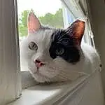 Cat, Window, Carnivore, Felidae, Whiskers, Small To Medium-sized Cats, Snout, Fixture, Sky, Furry friends, Domestic Short-haired Cat, Box, Wall Plate