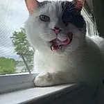 Cat, Eyes, Felidae, Carnivore, Window, Small To Medium-sized Cats, Plant, Whiskers, Snout, Tail, Paw, Domestic Short-haired Cat, Furry friends, Mesh, Windshield, Sky, Animal Shelter, Photo Caption, Cat Furniture, Window Treatment