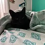 Comfort, Cat, Felidae, Carnivore, Small To Medium-sized Cats, Interior Design, Whiskers, Grey, Curtain, Studio Couch, Window, Bed, Tail, Black cats, Couch, Linens, Room, Wood, Domestic Short-haired Cat, Furry friends