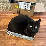Cat, Shipping Box, Felidae, Carnivore, Small To Medium-sized Cats, Whiskers, Bombay, Wood, Packaging And Labeling, Box, Carton, Hardwood, Packing Materials, Black cats, Pet Supply, Cardboard, Wood Stain, Domestic Short-haired Cat, Rectangle, Paper Product