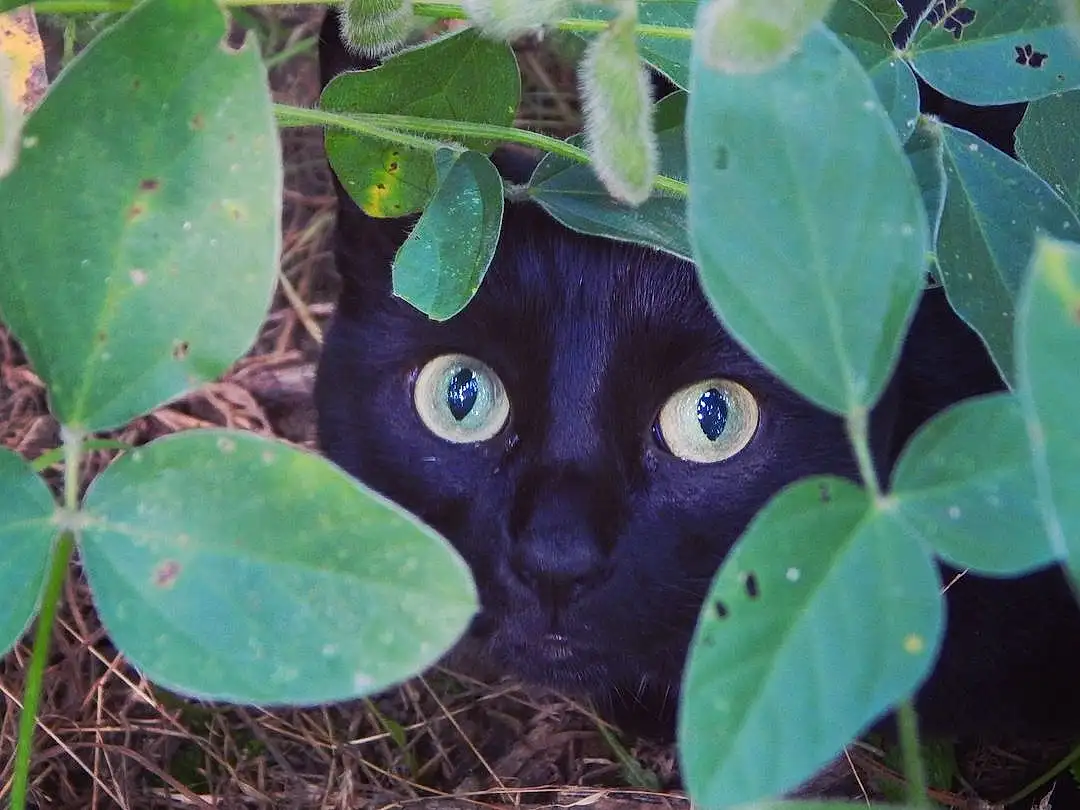 Plant, Cat, Leaf, Carnivore, Felidae, Terrestrial Plant, Window, Whiskers, Groundcover, Small To Medium-sized Cats, Grass, Annual Plant, Tree, Flowering Plant, Domestic Short-haired Cat, Electric Blue, Terrestrial Animal, Soil, Herb