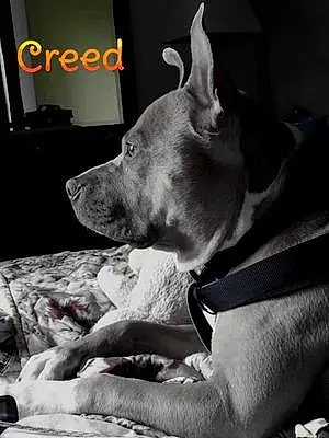 Name American Staffordshire Terrier Dog Creed