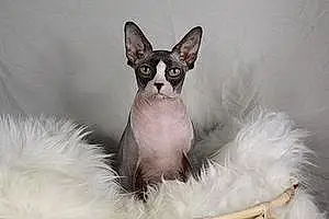 Name Sphynx Cat Kaya